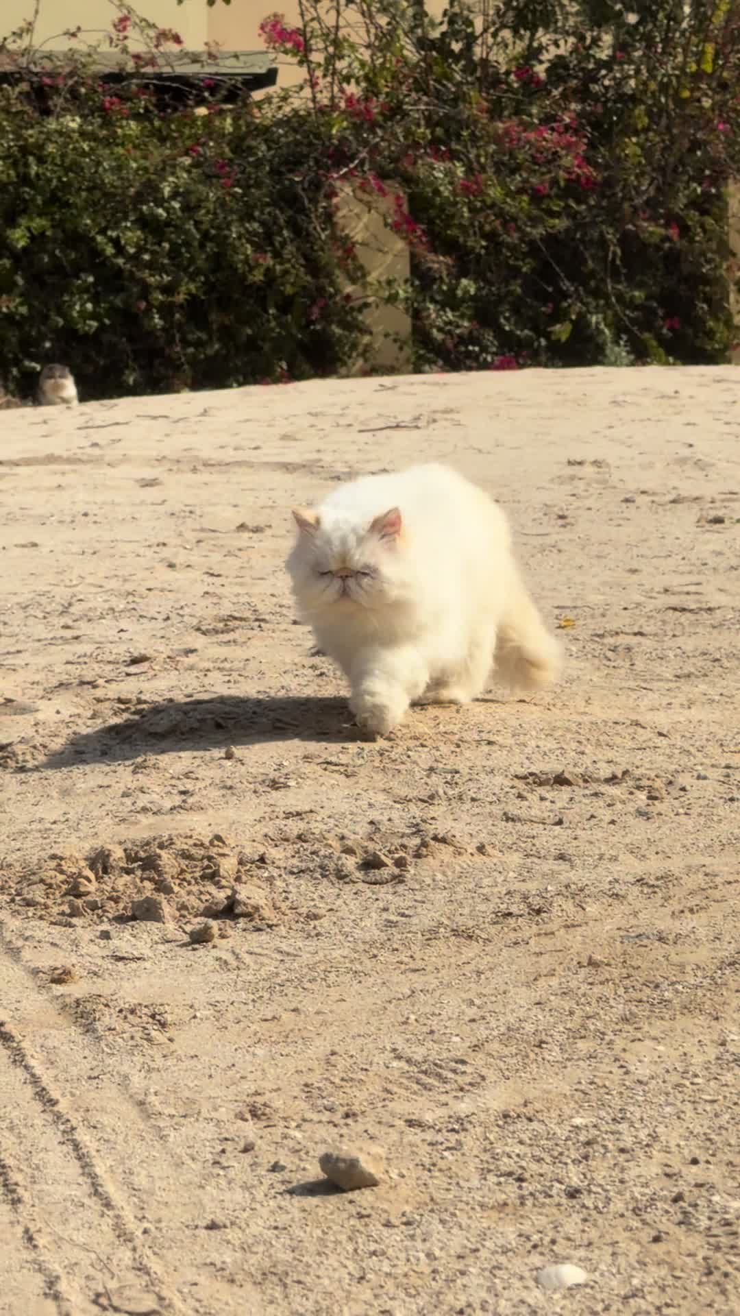 @thezenkitty