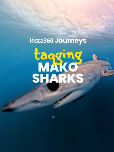 @insta360 official
