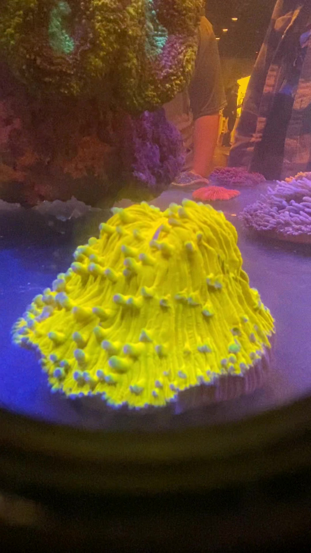 @Ts_reefs