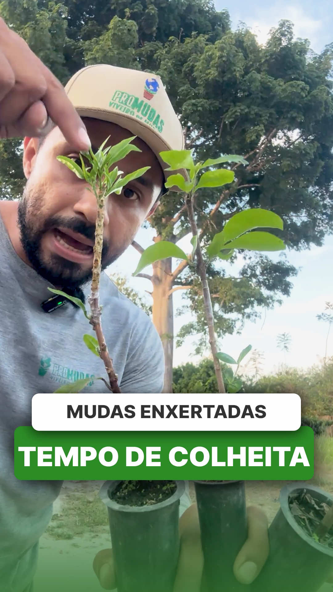 @ViveiroProMudas