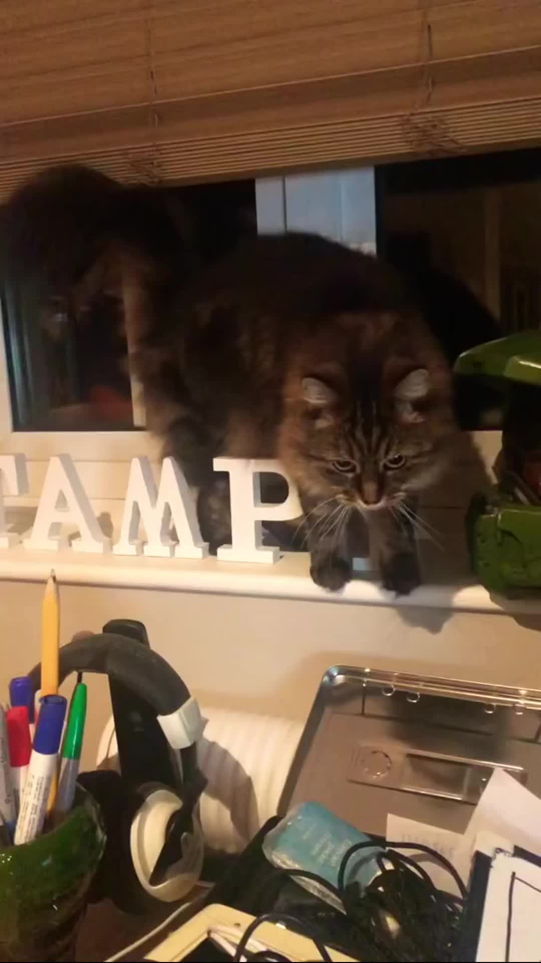 @Stampy Cat