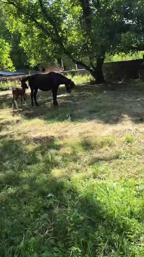 @Qnarik