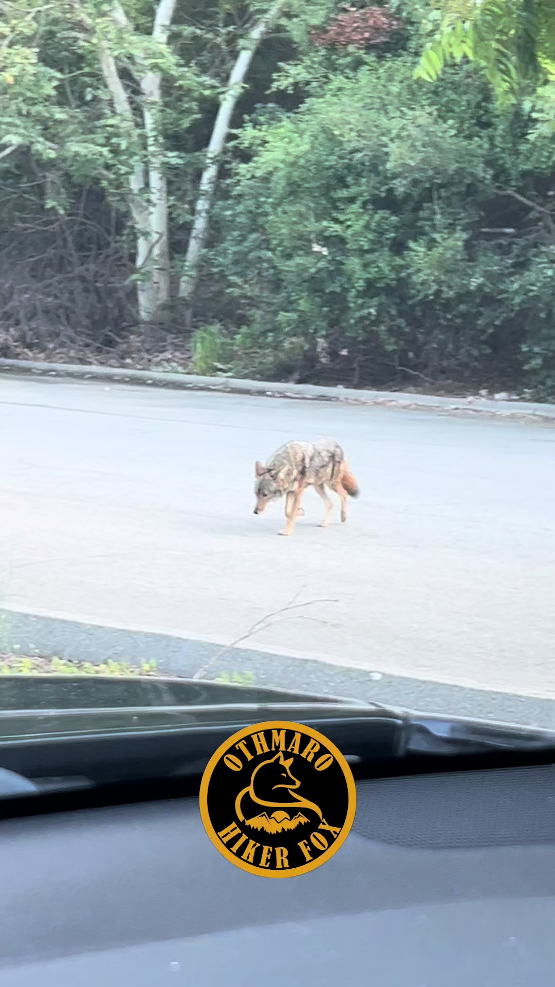 @Hiker Fox
