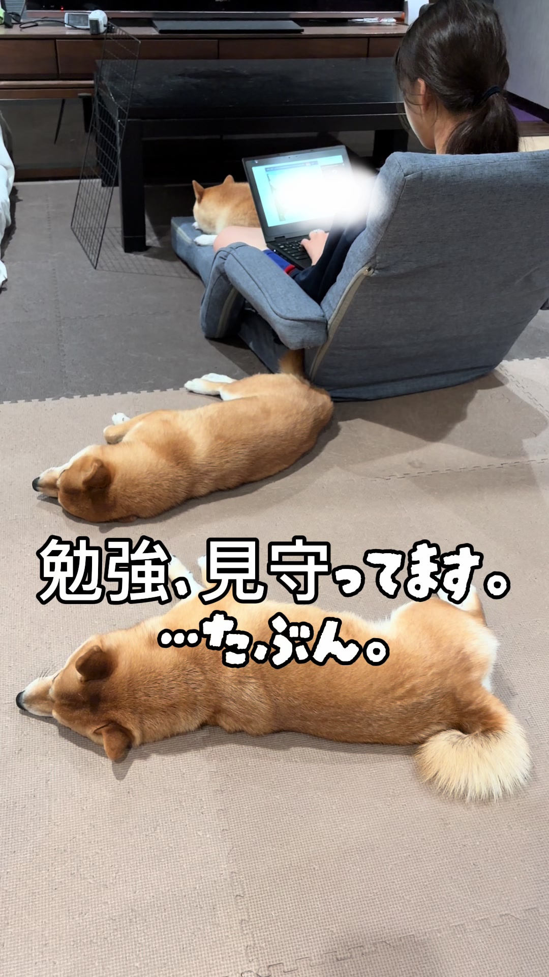 @こまめとしばーず🐾