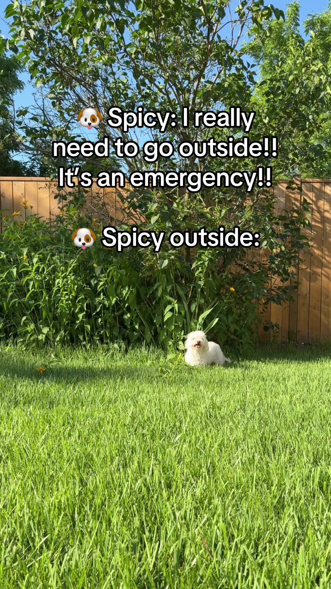 @Spicy The Dog