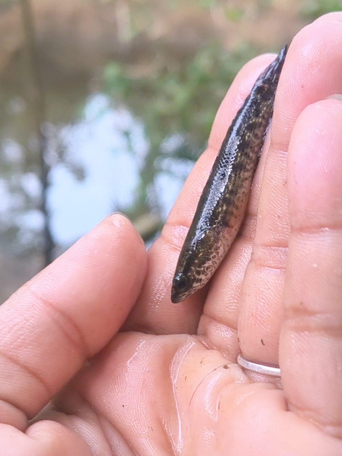 @(っ◔࿐🐸🫦দুষ্ট দাদু🫦🐸࿐(っ◔◡◔)っ