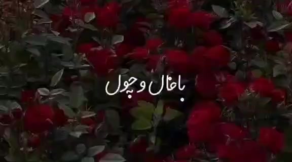 @Advocate Zeeshan Gillani