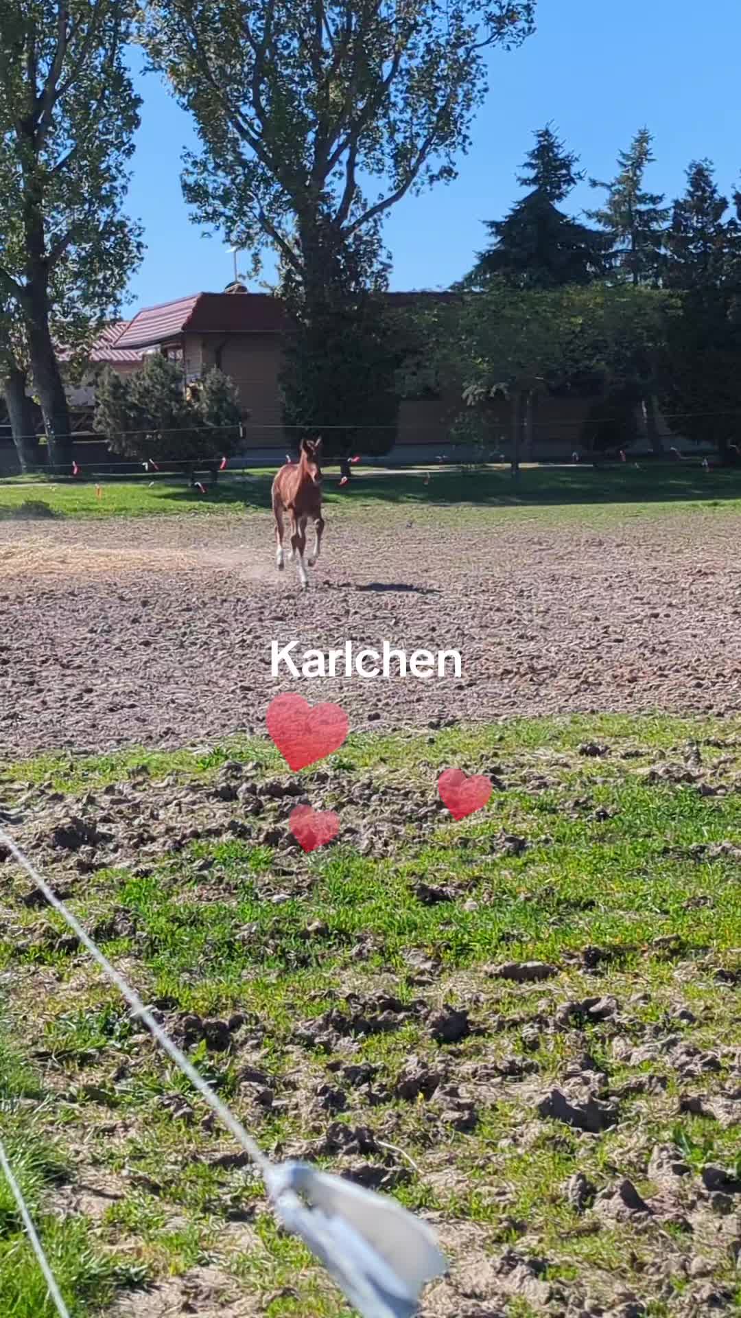 @utekraus0