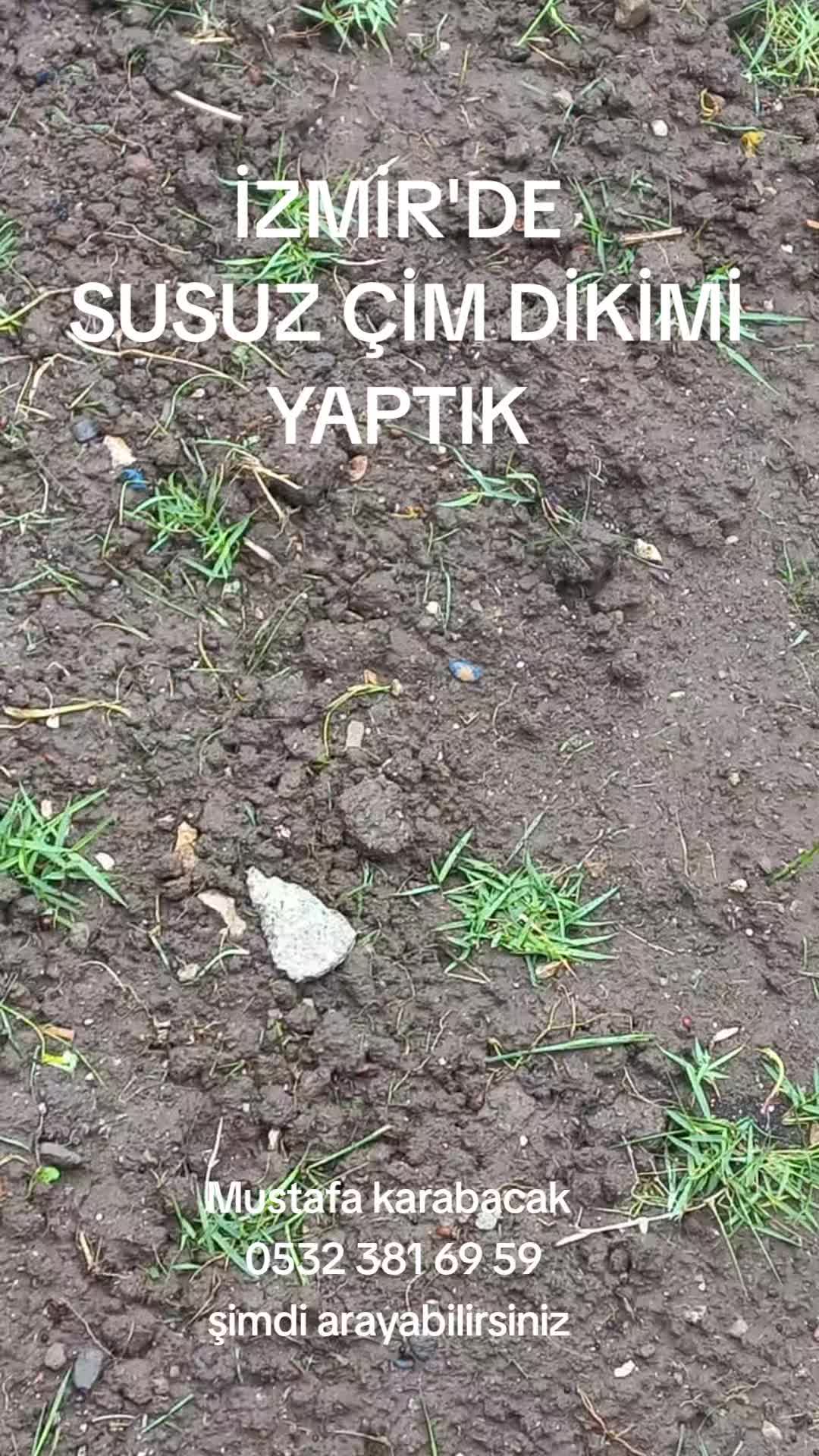 @Lotus bitki satışı