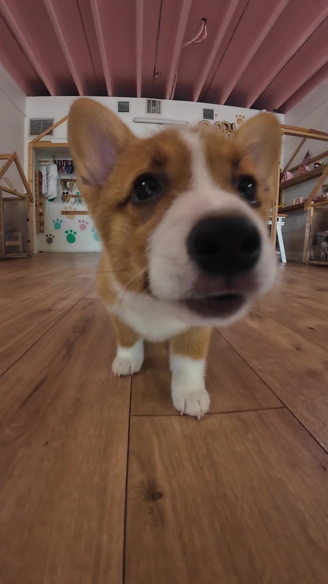 @Puppy City