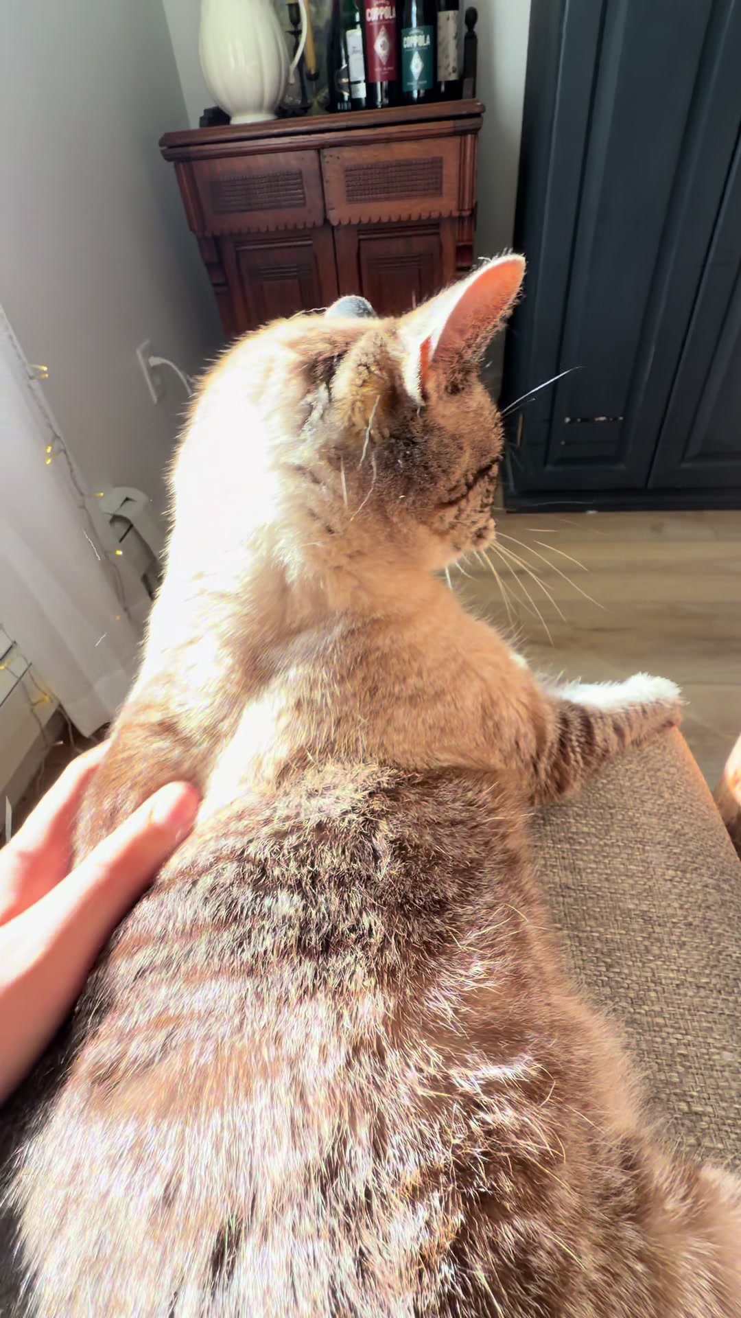 @PepperTheCat
