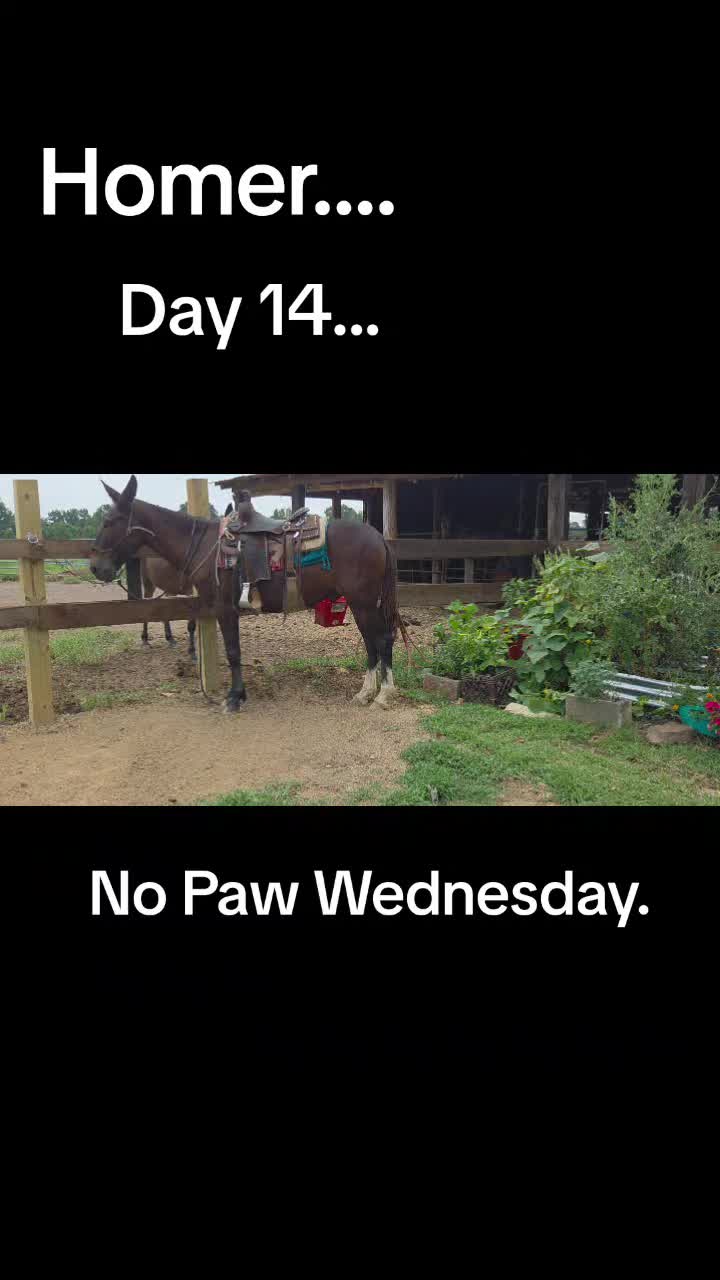 @CactusLMules