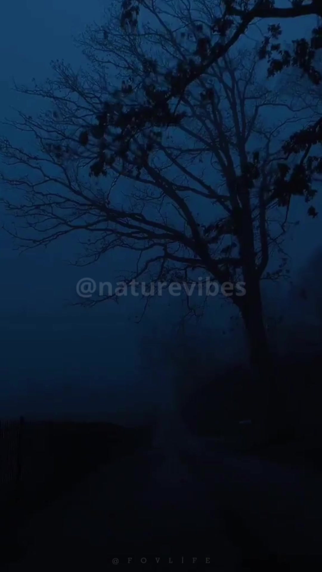 @Nature Vibes
