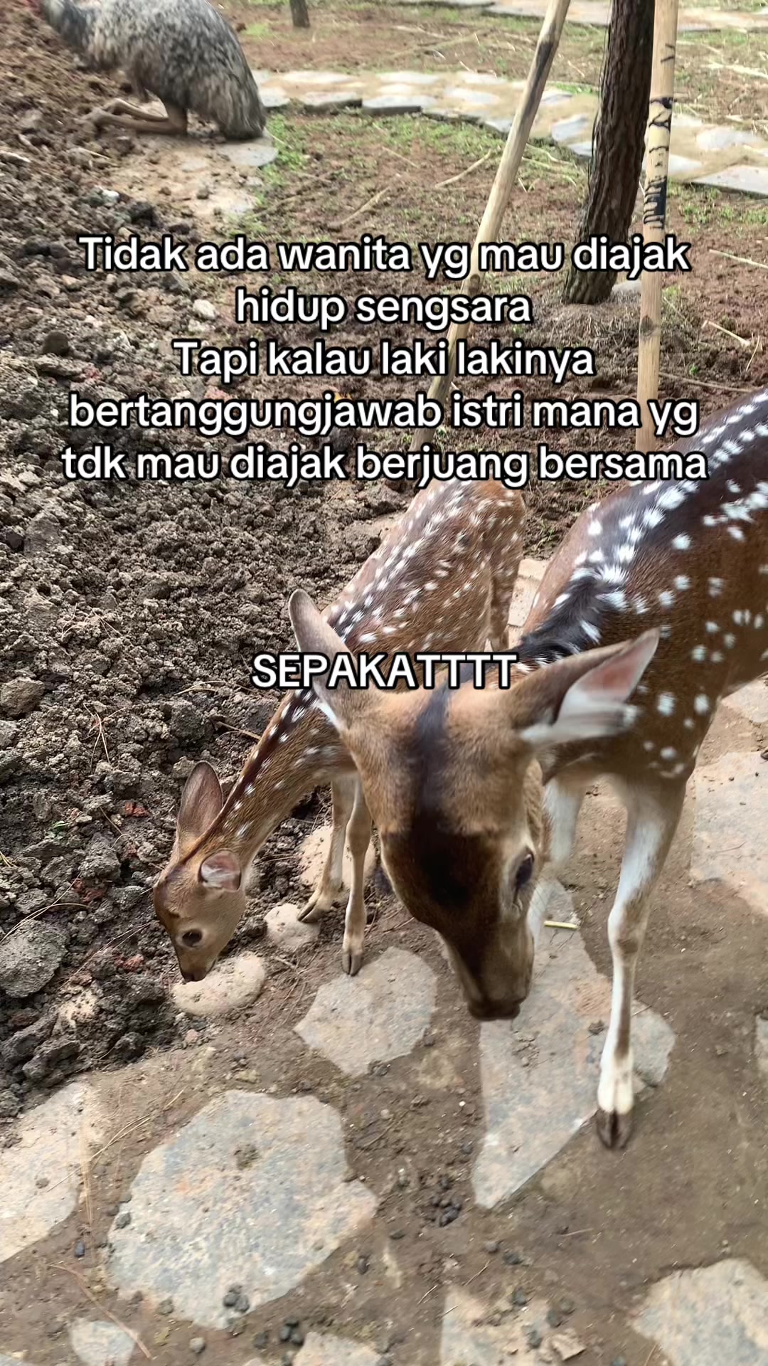 @Putri || Mama Ryzen 🐉