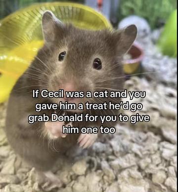 @Clown