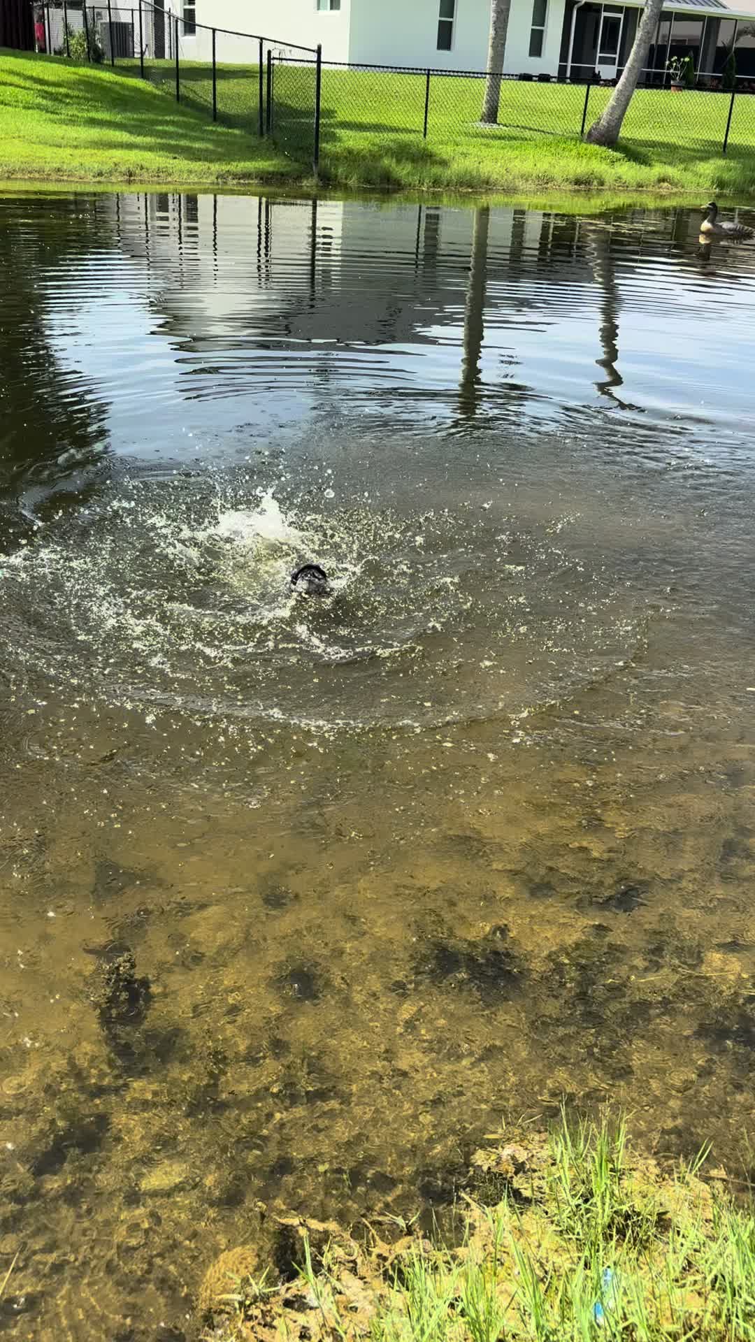 @Teamfishing