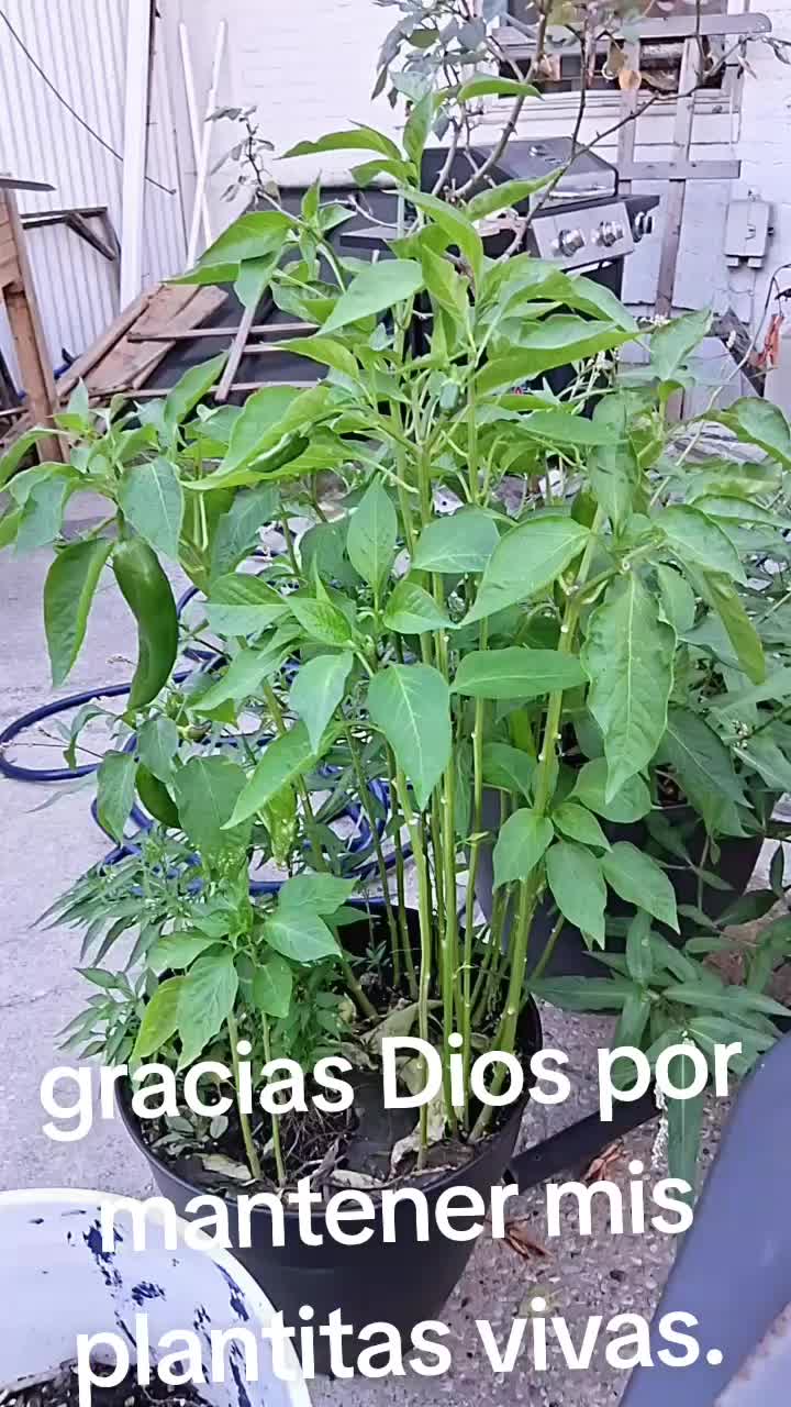 @Soy,aquel3704