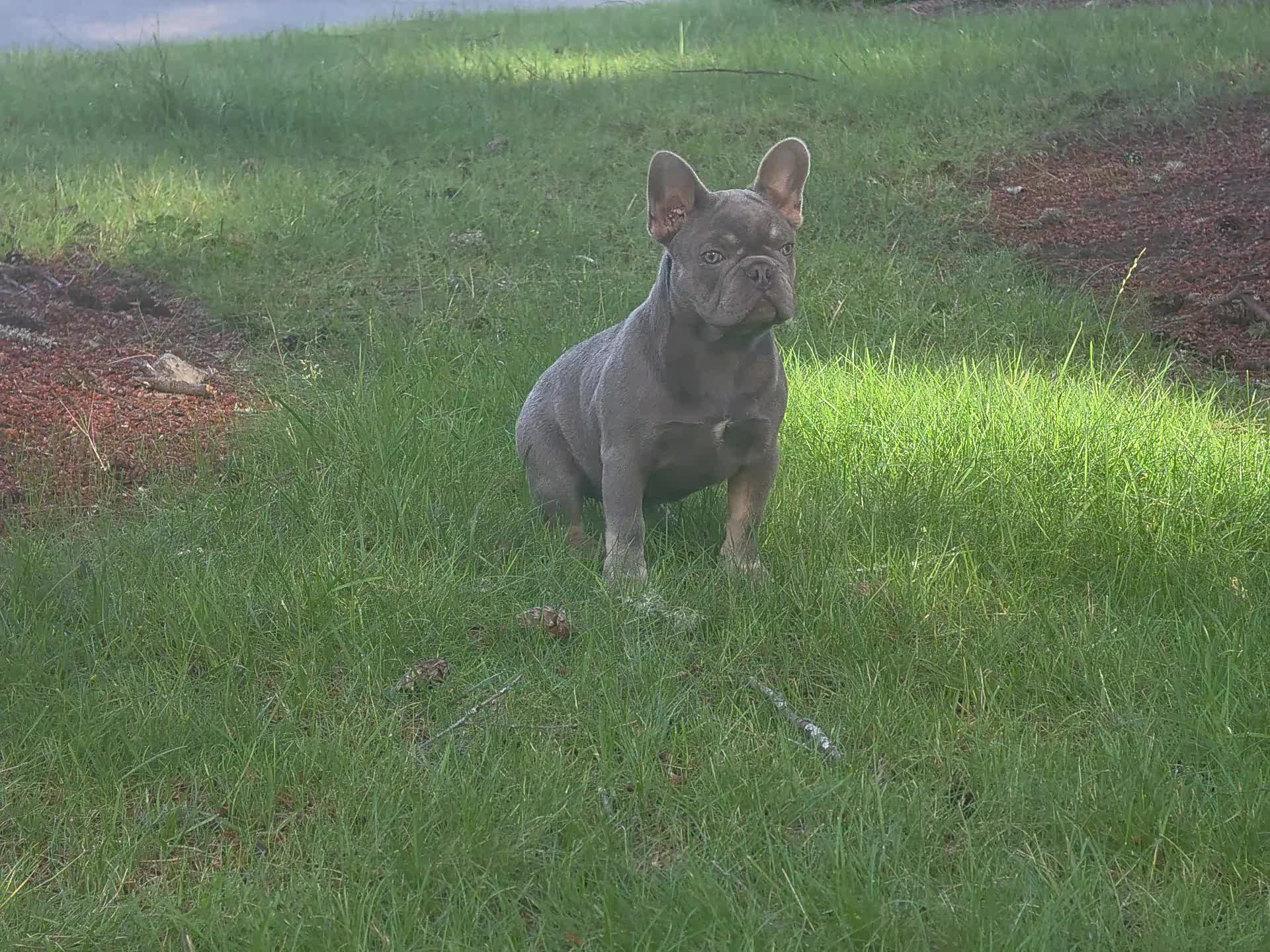 @bkrfrenchies