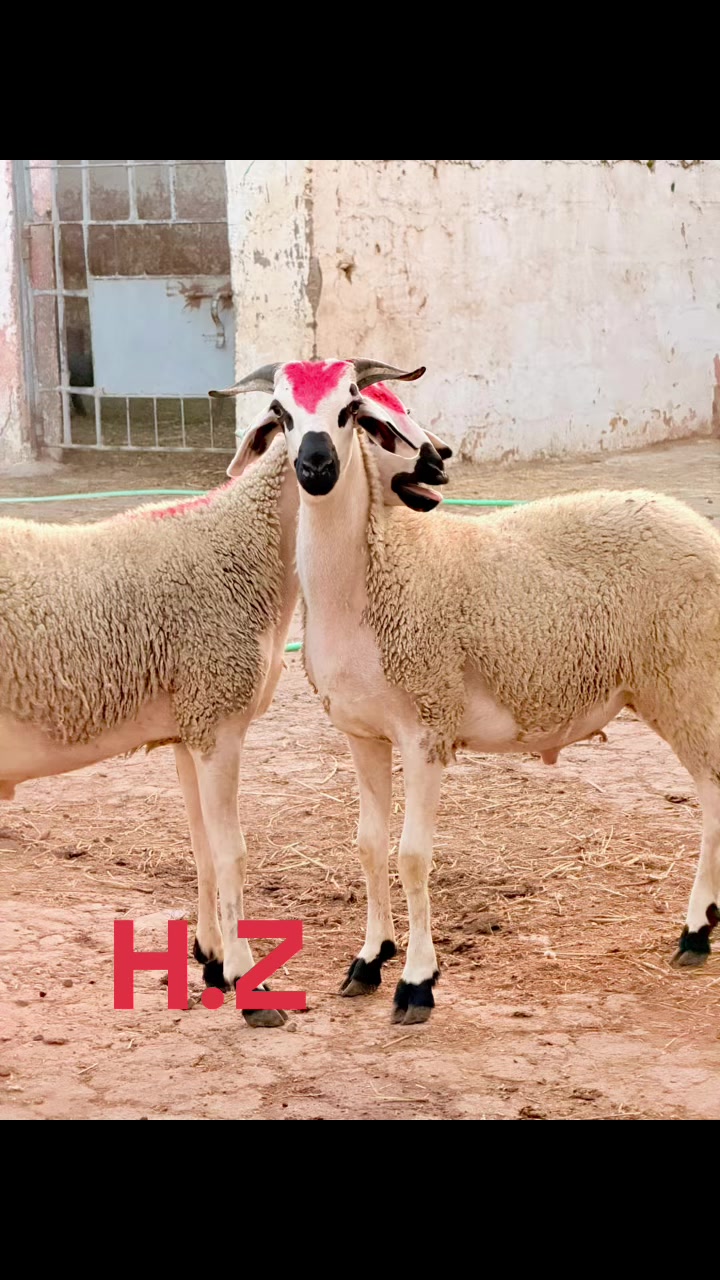 @Hossam Zouine