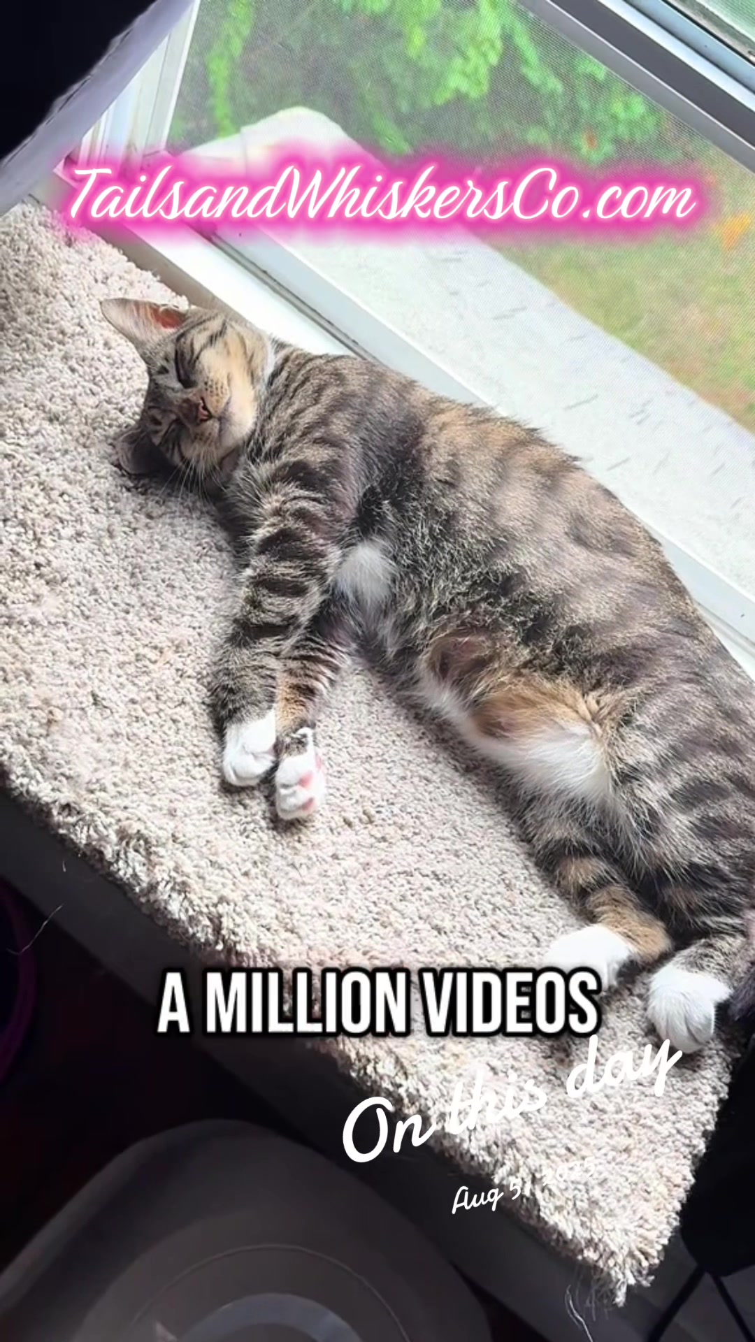 @TailsandWhiskersCo