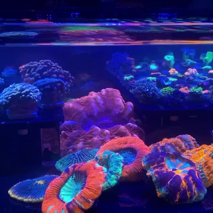 @Ts_reefs