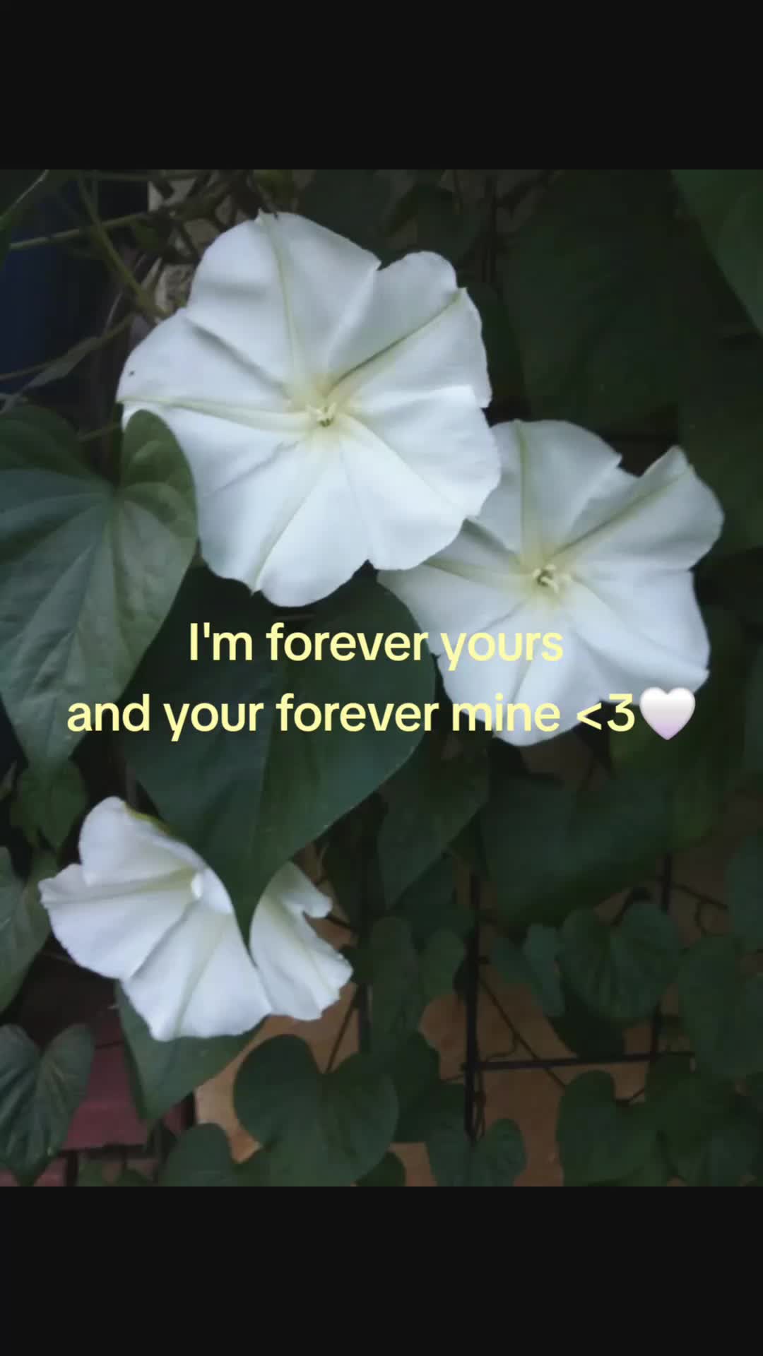 @* ੈ✩‧₊˚*𝐴𝑥𝑒𝑙* ੈ✩‧₊˚*
