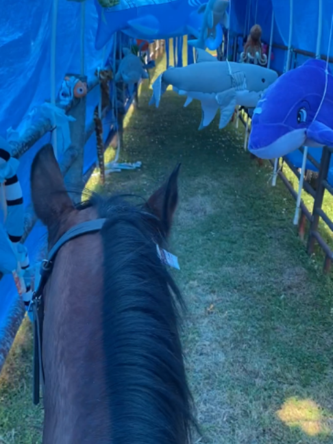 @Horses TikTok