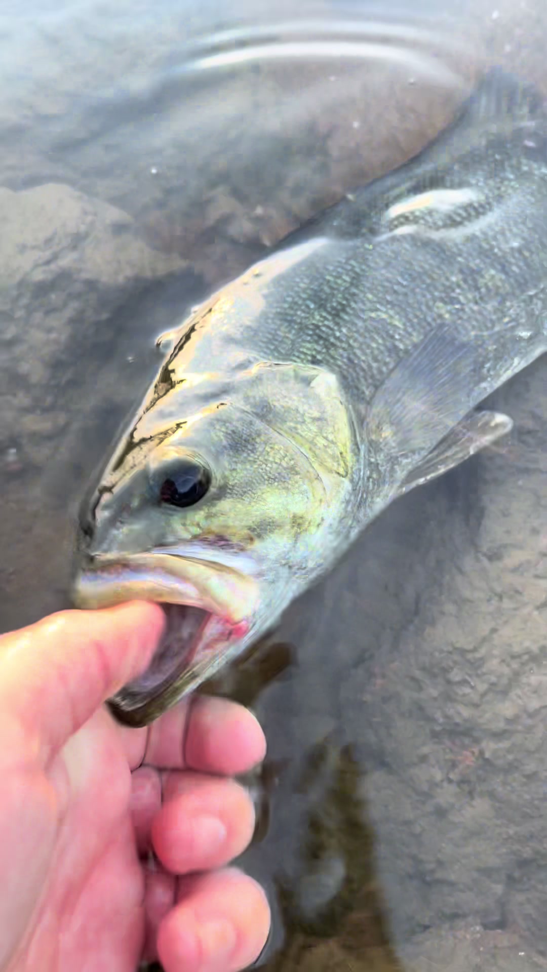 @lucky.hat.fly.fishing