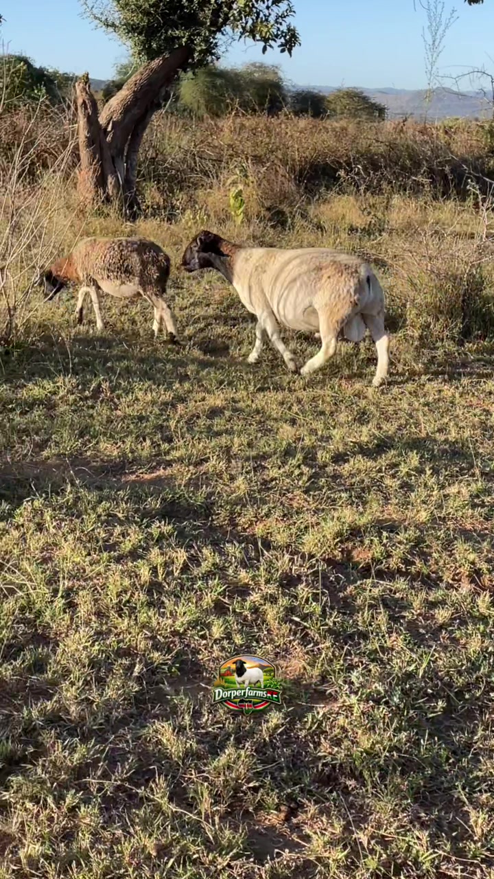 @DorperfarmsKE