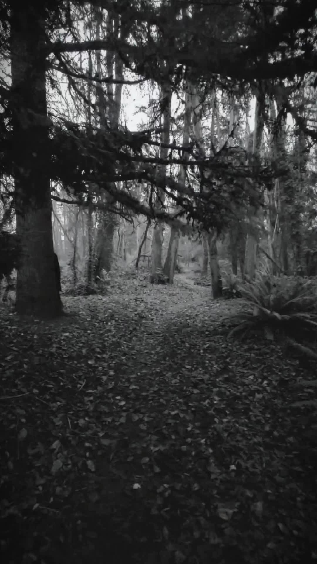 @DarkWonderland