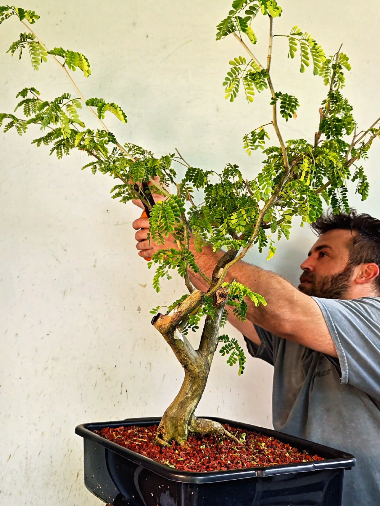 @Bryan Loves Bonsai