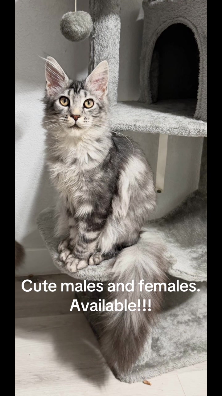 @Maine coon kittens