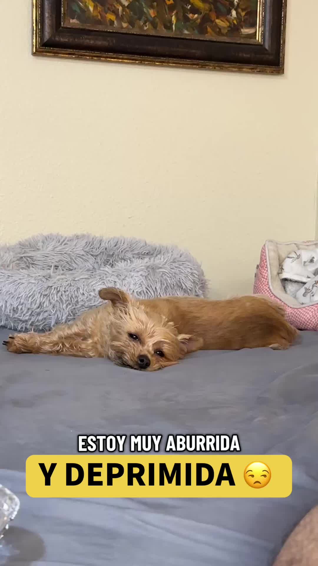 @mili_la_yorki