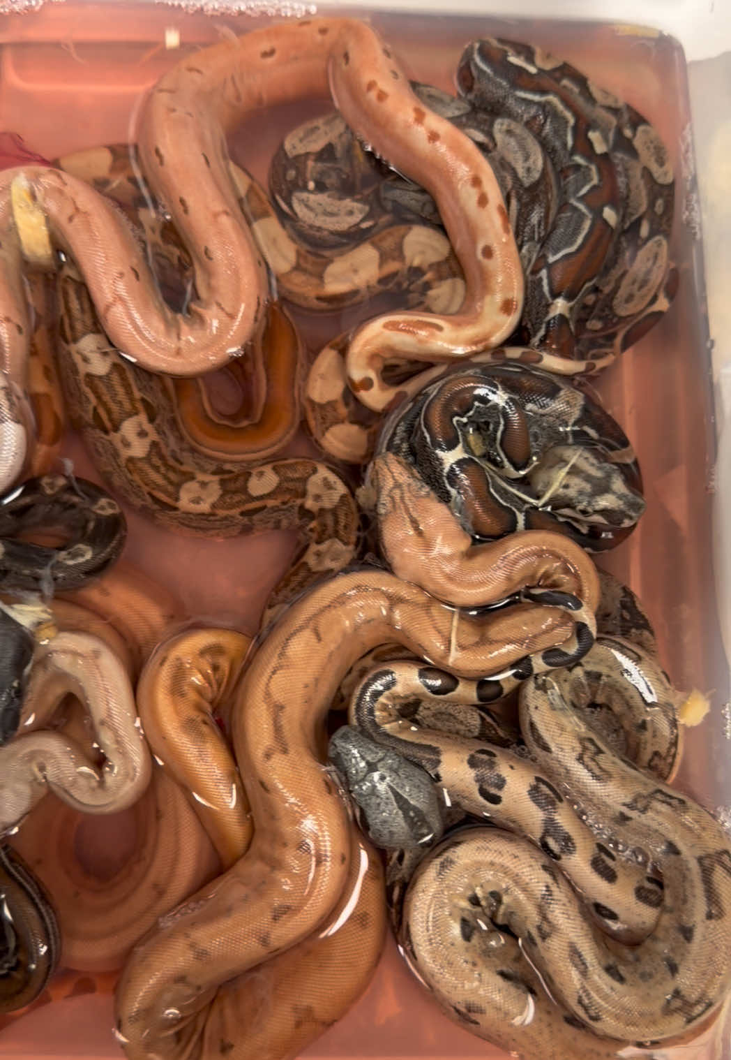 @Snake Country