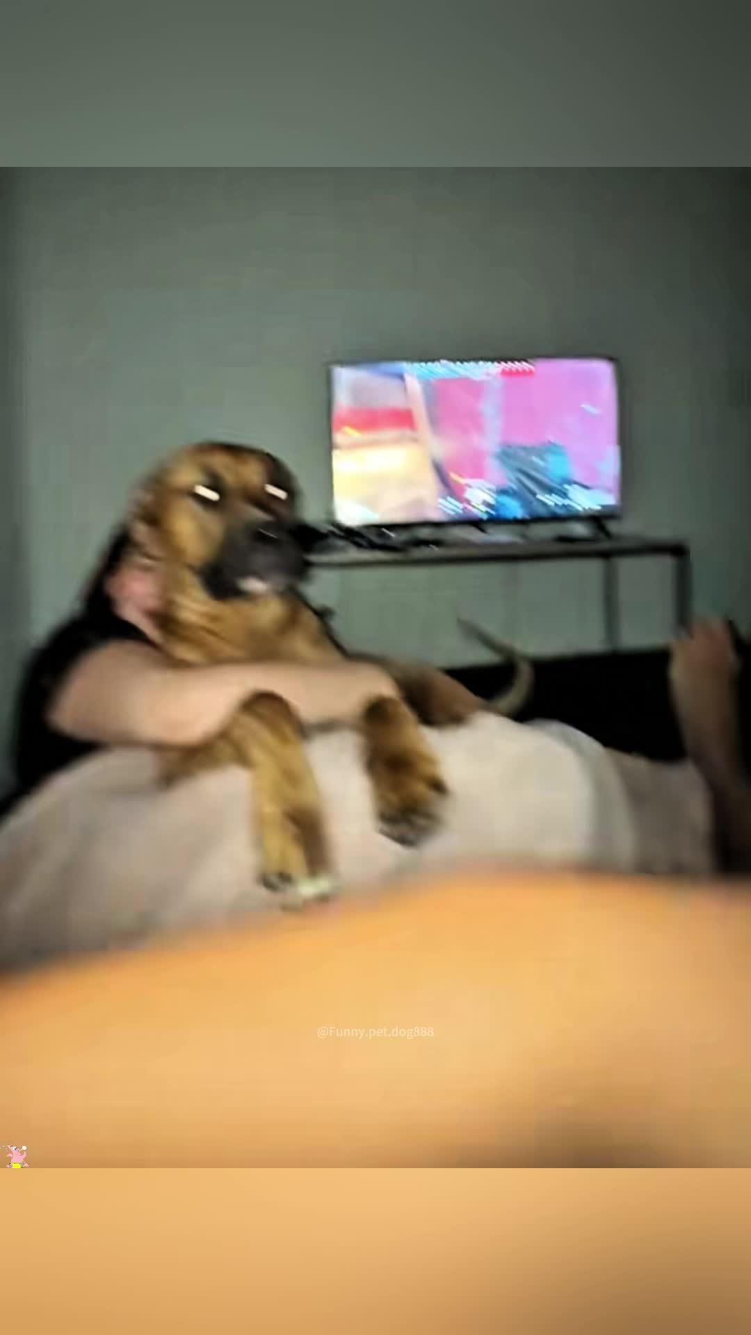@Funny.pet.dog888