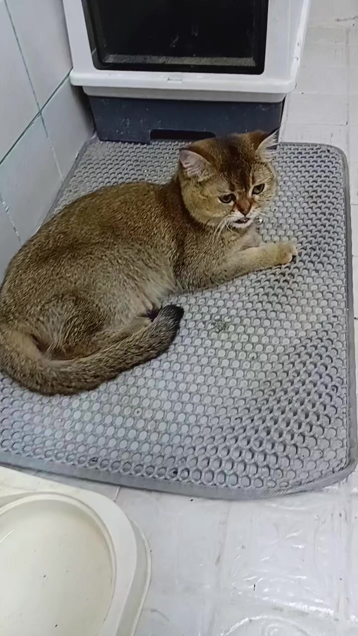 @Cat lover