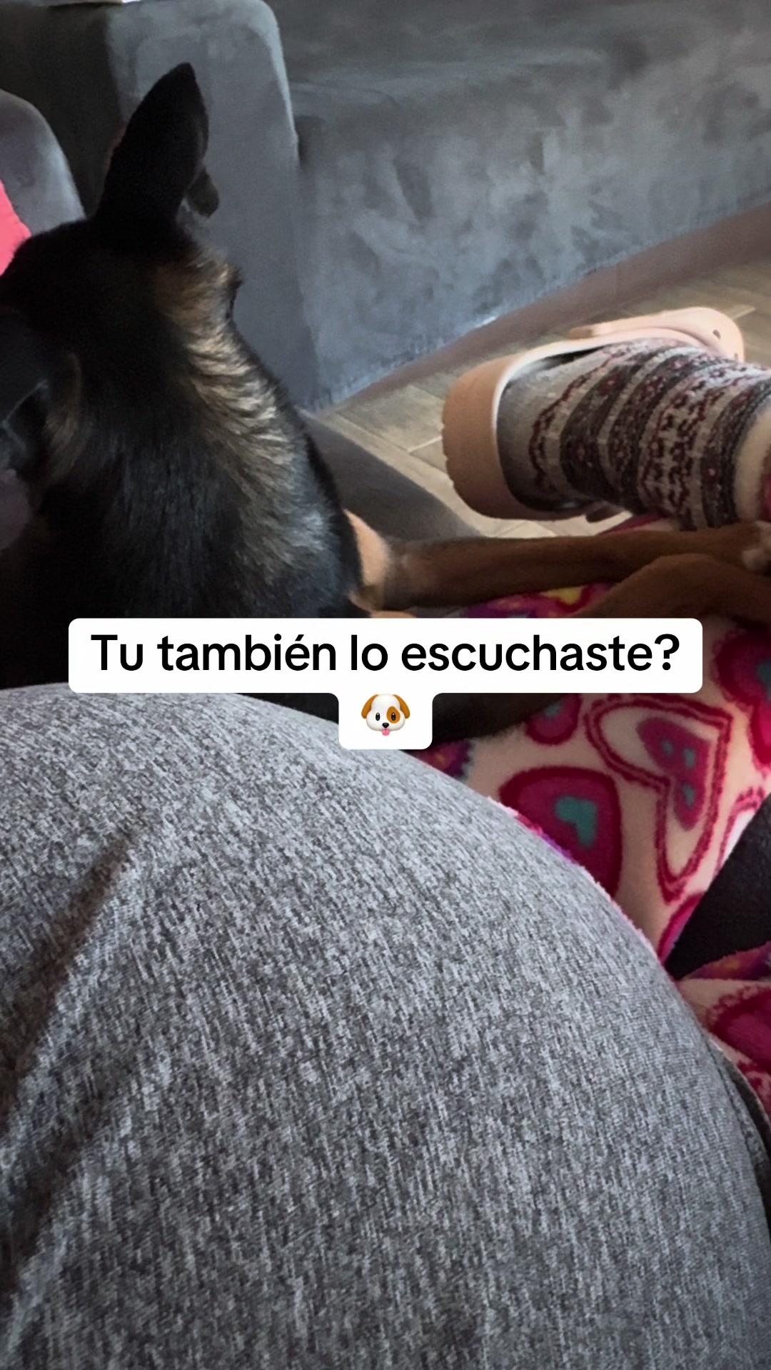 @Matti|C+B vlog🐶❤️