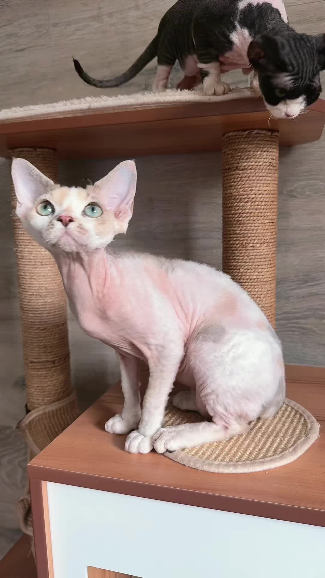 @Curlslux cattery!!🇺🇸