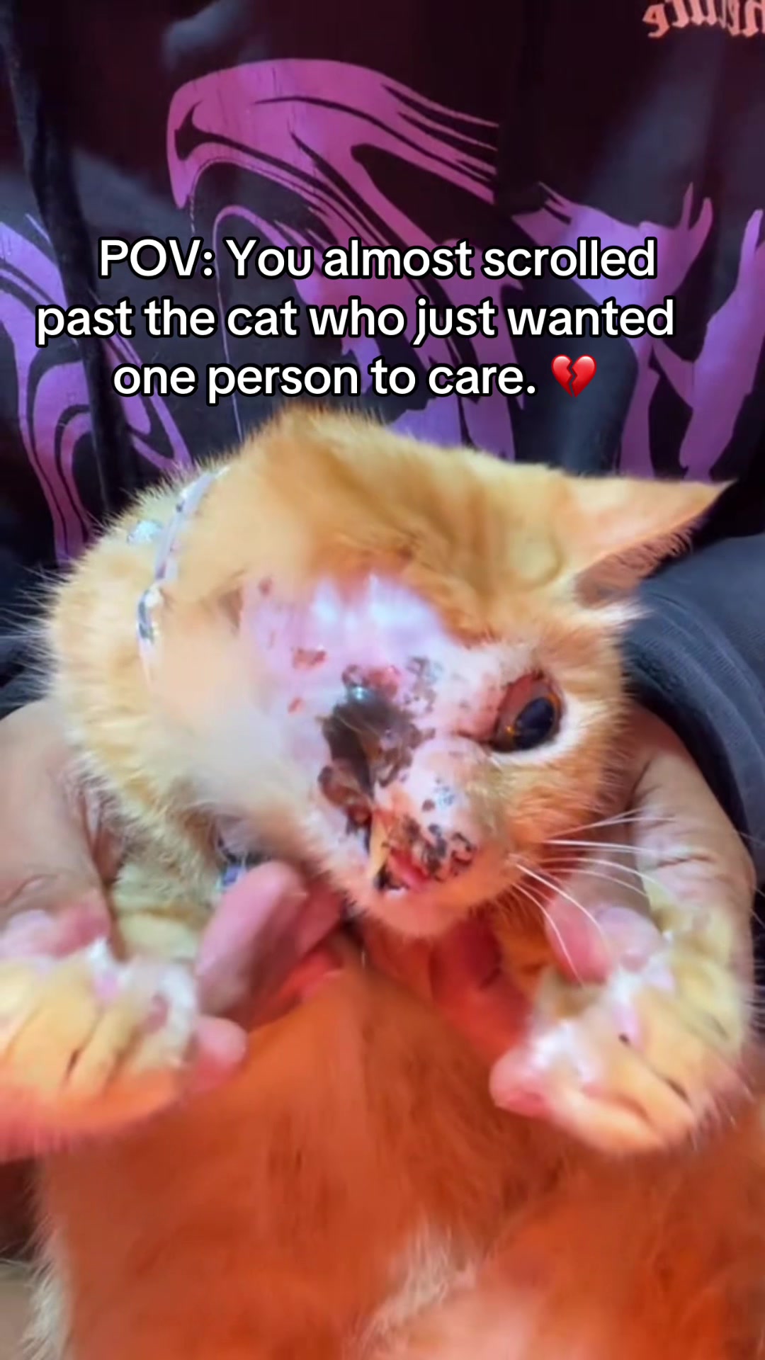 @Pamela rescue cats