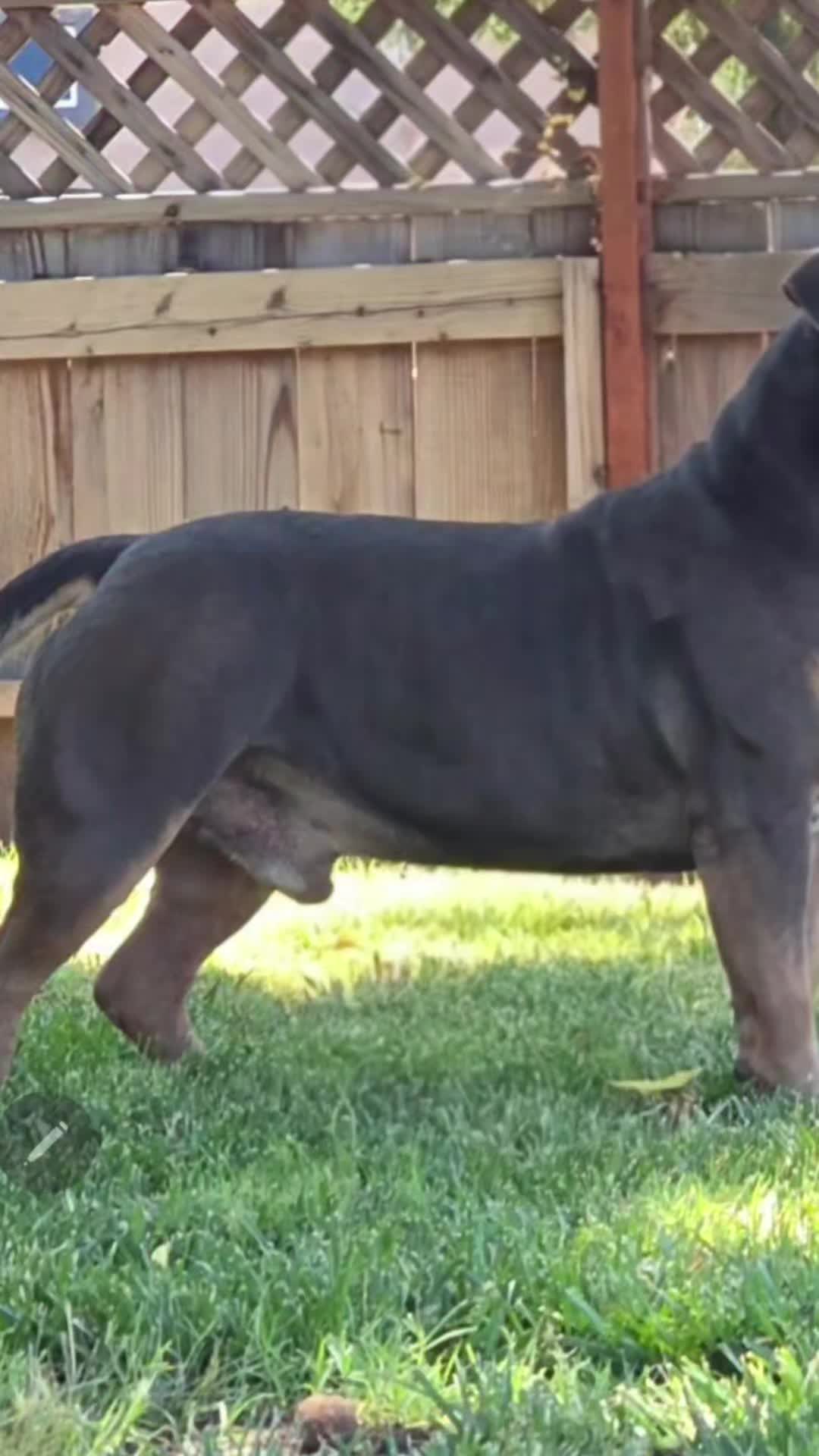 @hwy4bullyz