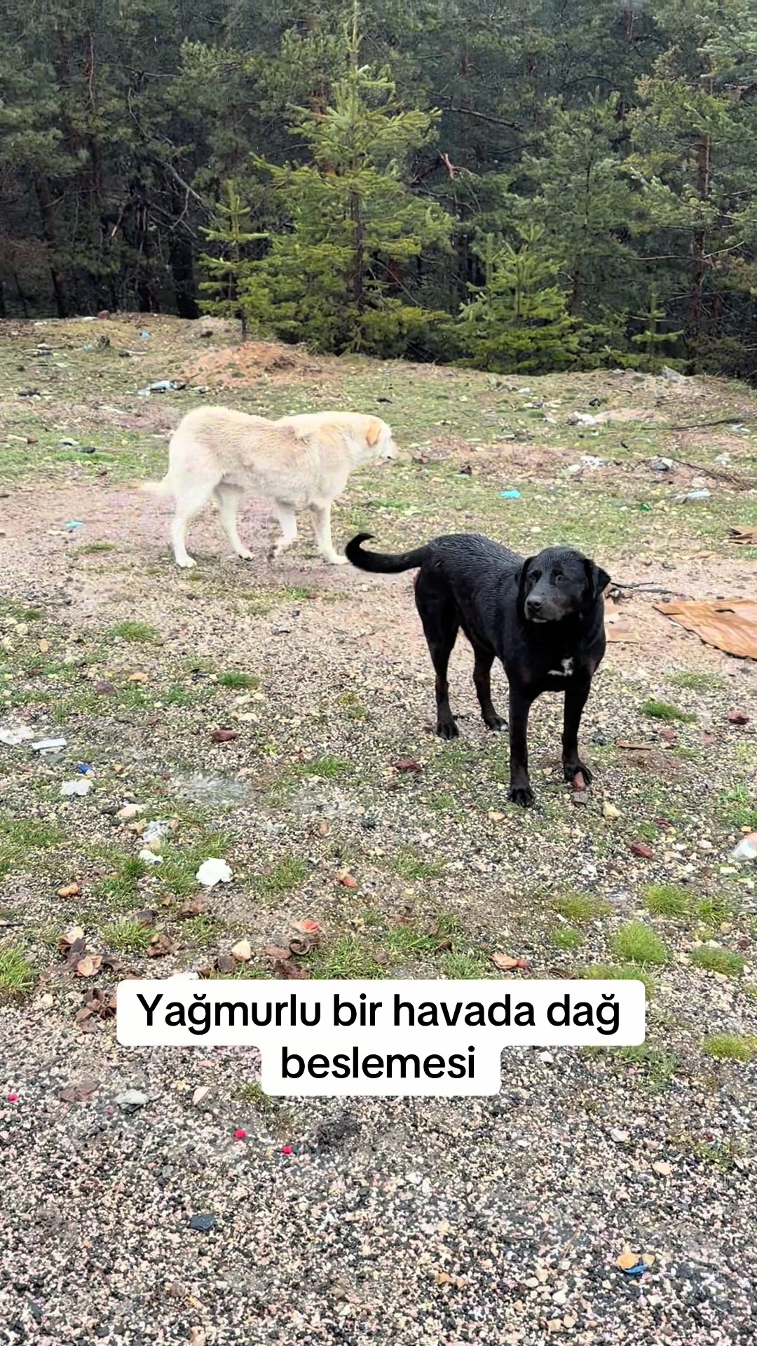 @azaphanecanlari
