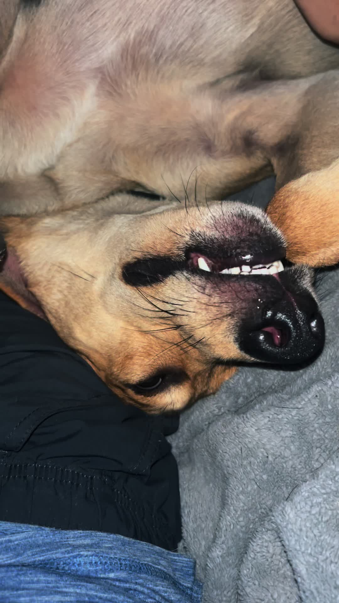 @k9stateofmindjax