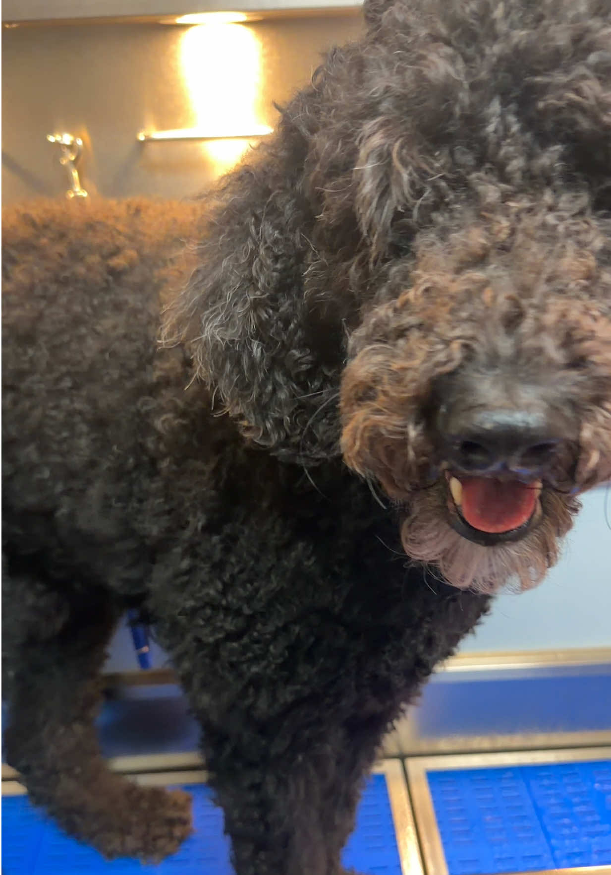 @DIRTY.PAWS.PETSALON