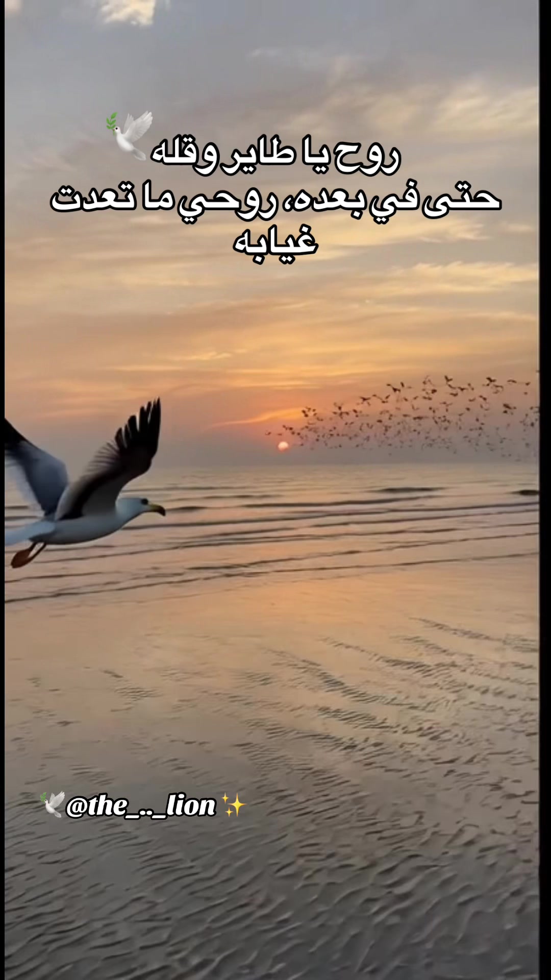 @The Lion 🪽 خاطره في دفتري