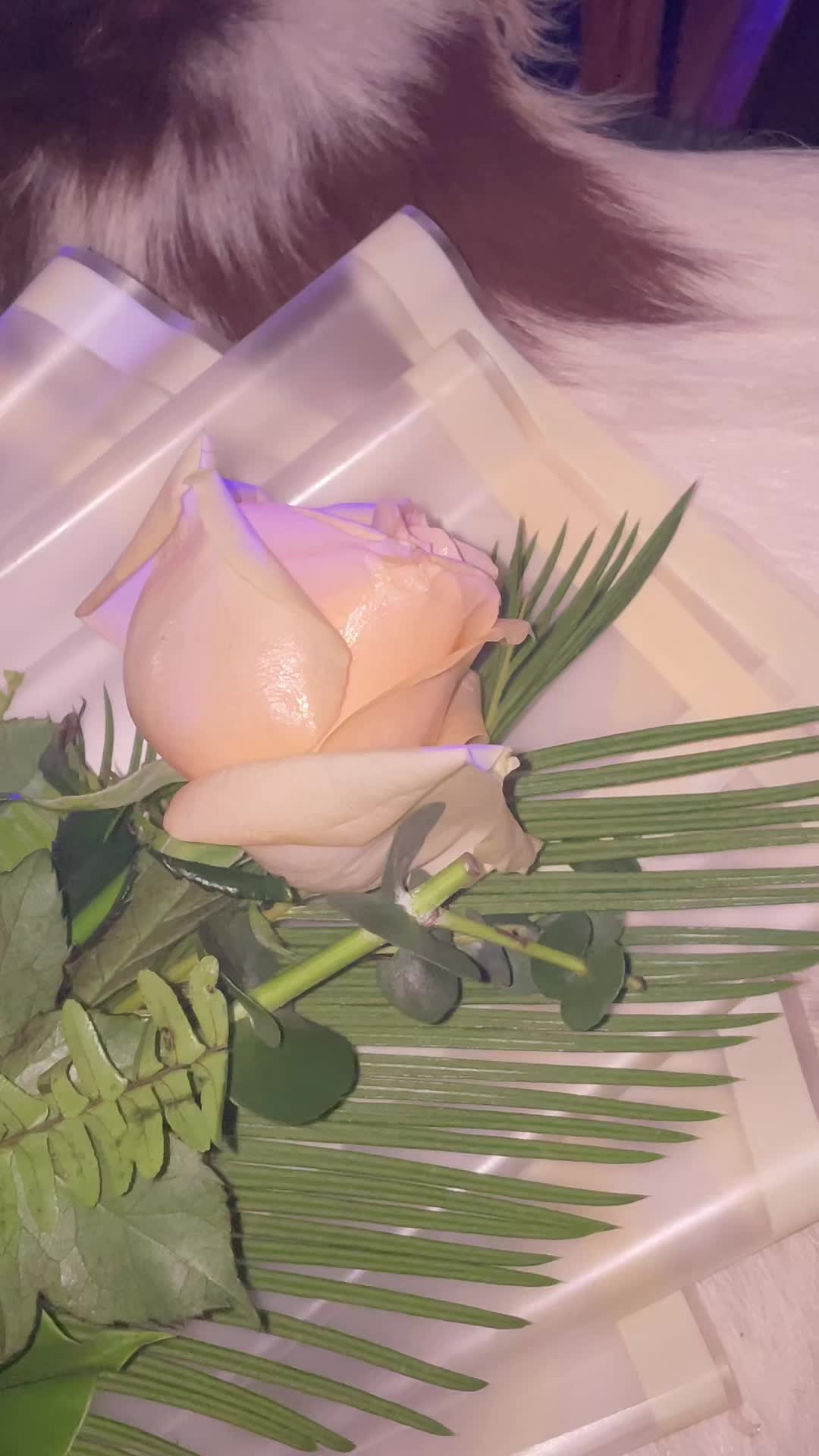 @Sheydwdr