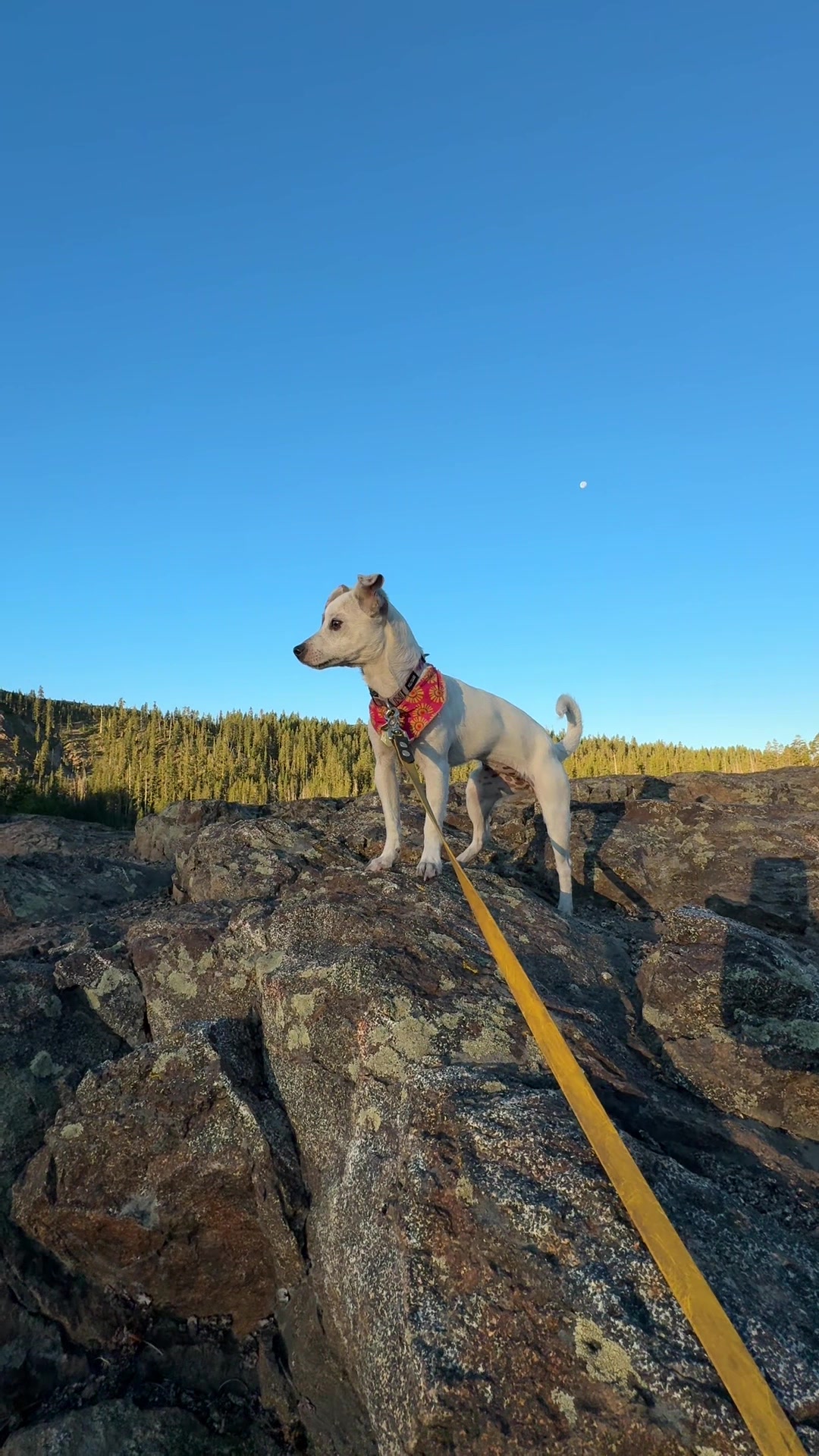 @slowdayzwithdogs