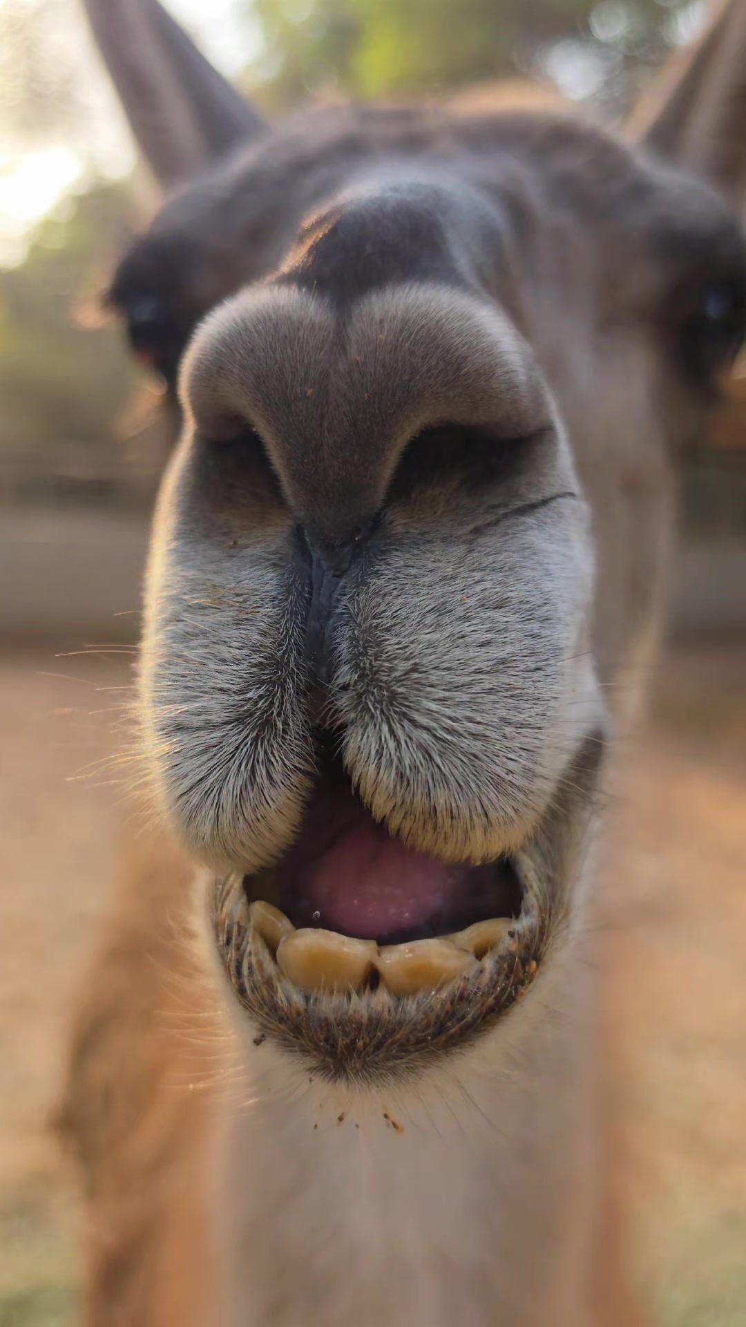@funny:)animalsbytwins