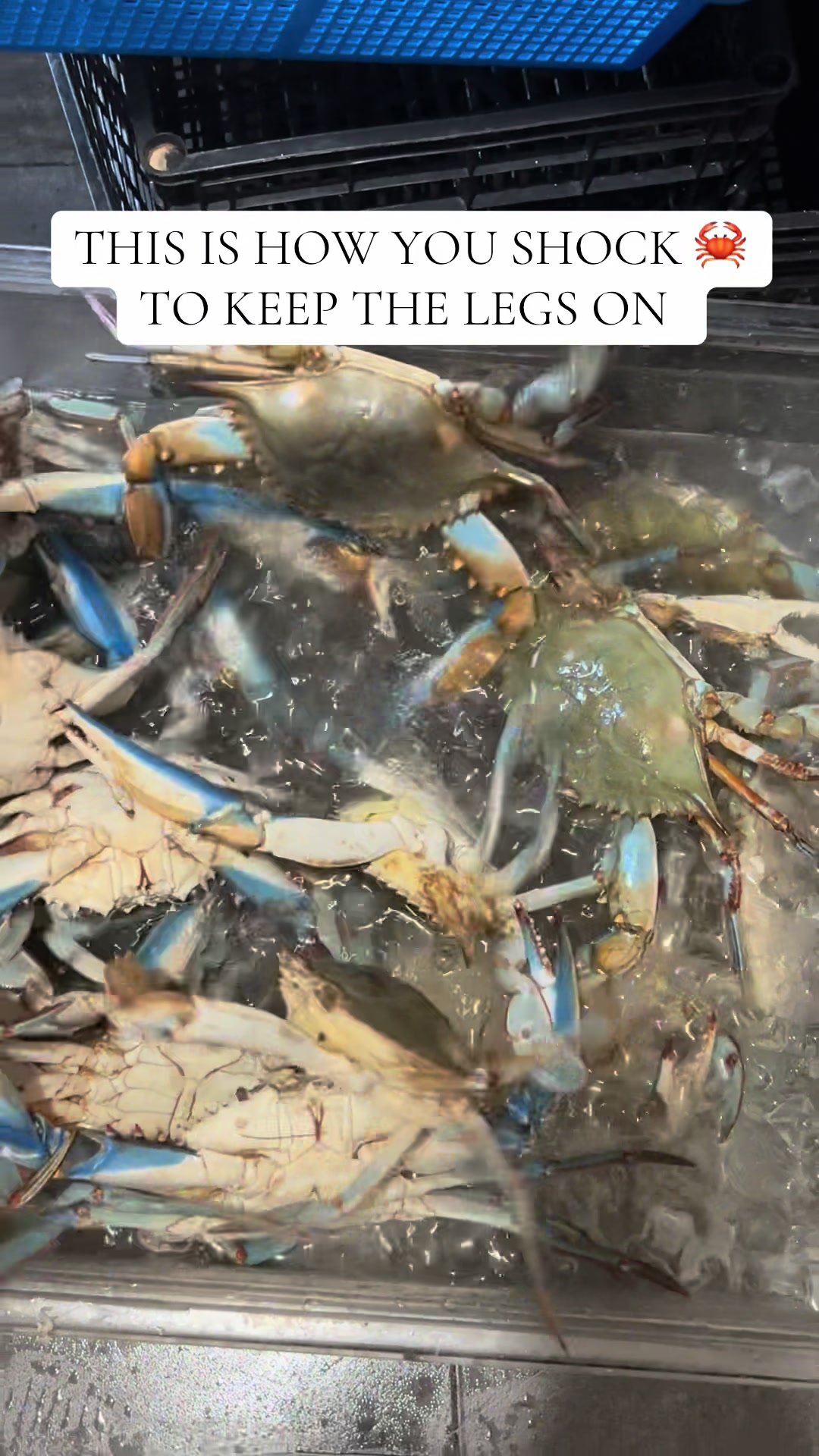 @Crabplug&rsquo;s