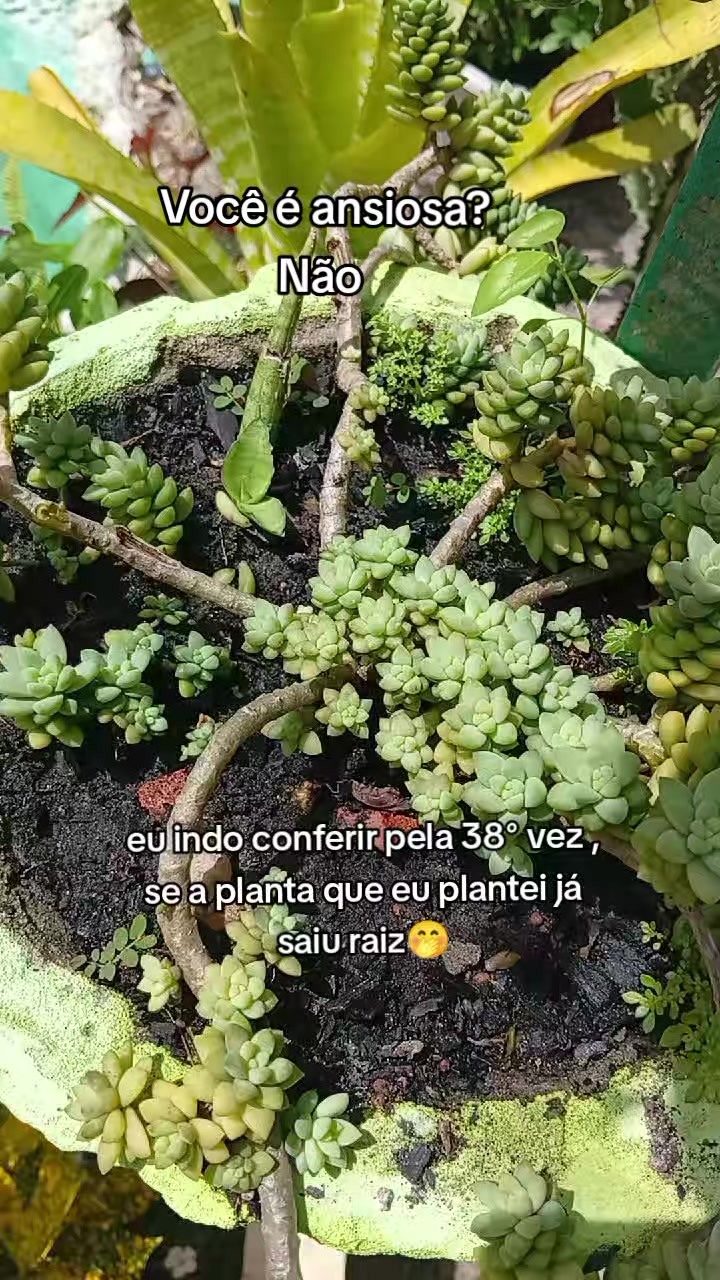 @jardim da neya🪴🌵
