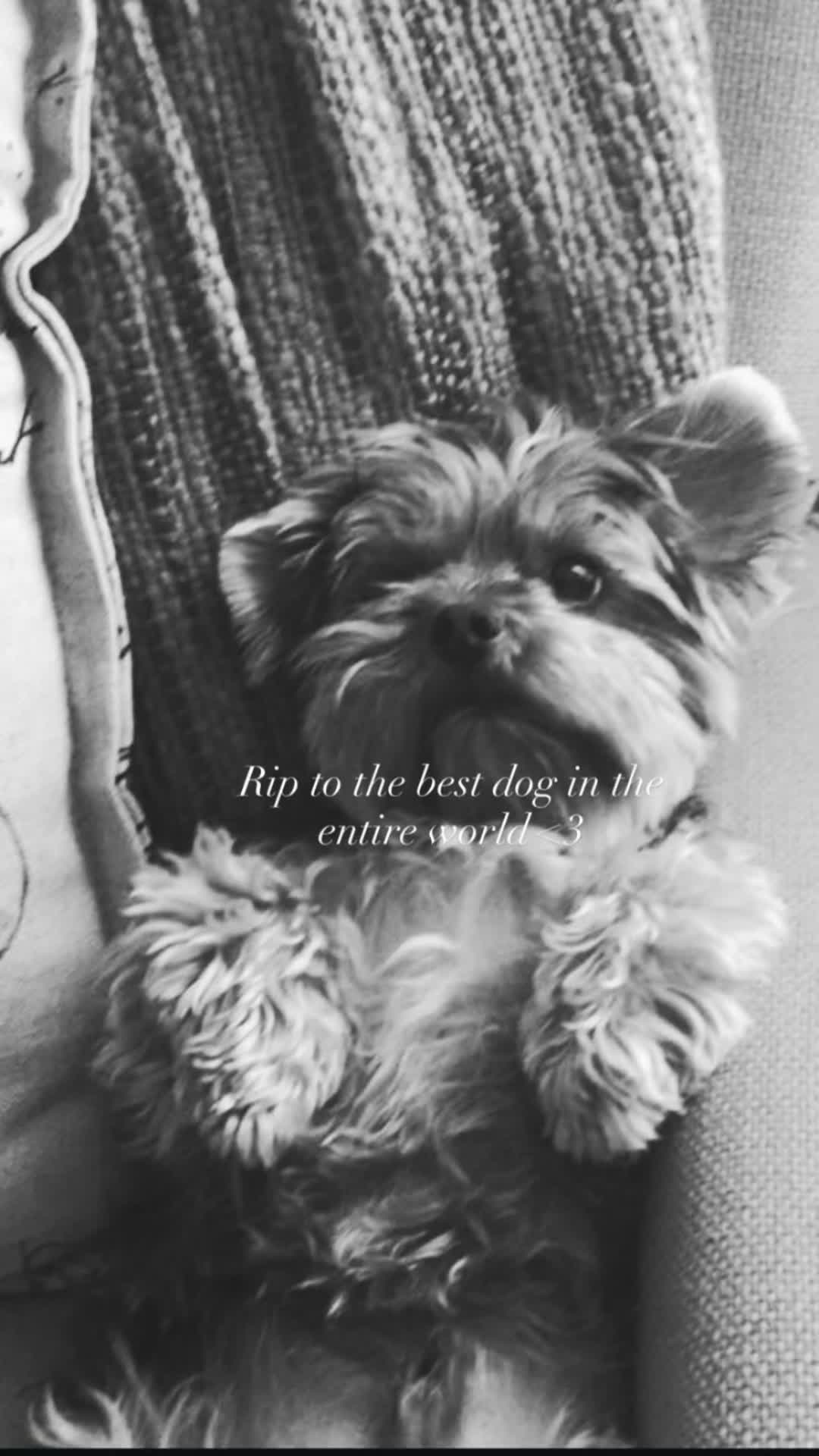 @𝒜𝓈𝒽𝓁𝑒𝒾𝑔𝒽 &trade;️ 💋💋💋